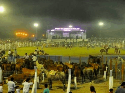 Derecho animal vs tradición 