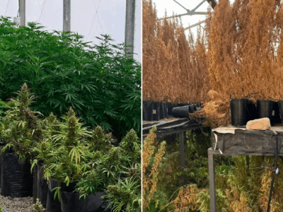 Un proyecto menos de cannabis en San Juan 