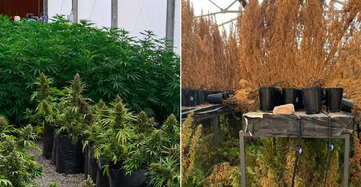 Un proyecto menos de cannabis en San Juan