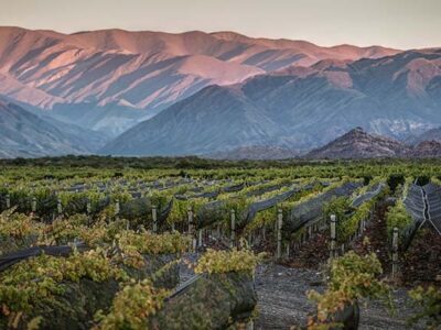 Hacia el 2026, las dos reconversiones clave para la vitivinicultura en San Juan