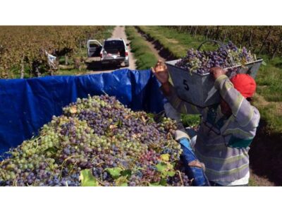 Viñateros piden a Orrego intervenir para frenar el derrumbe del precio de la uva