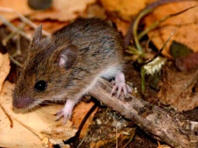 Hantavirus en San Juan: “No hay chances de brotes”, aseguró Epidemiología