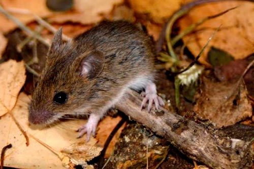 Hantavirus en San Juan: “No hay chances de brotes”, aseguró Epidemiología